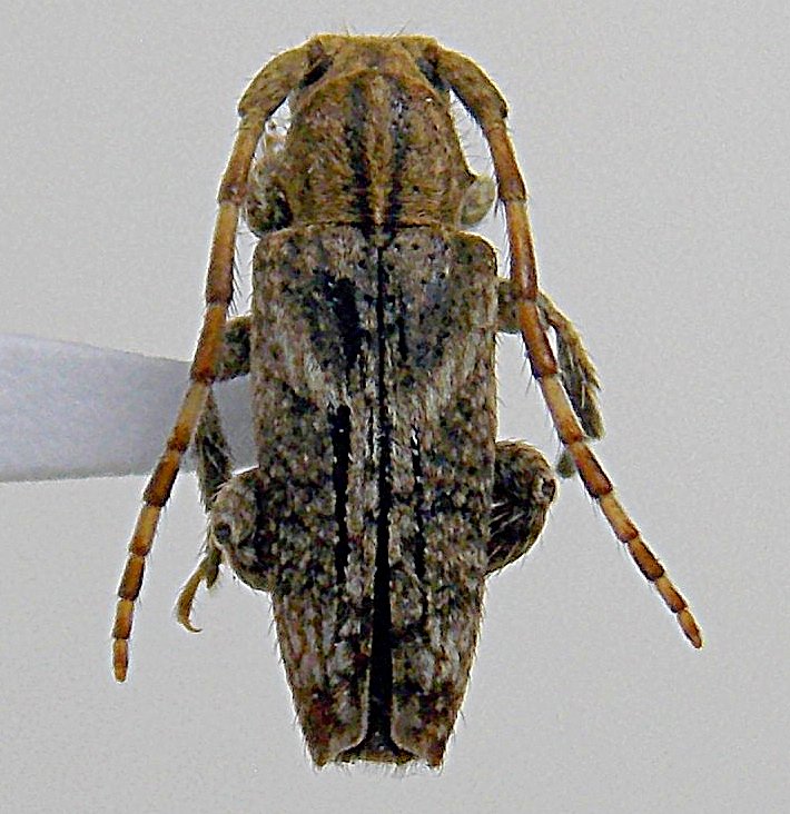 Cerambycidae Species Details 