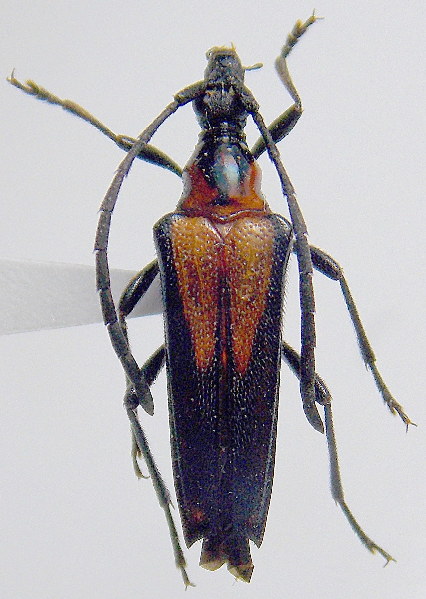 Cerambycidae Species Details 