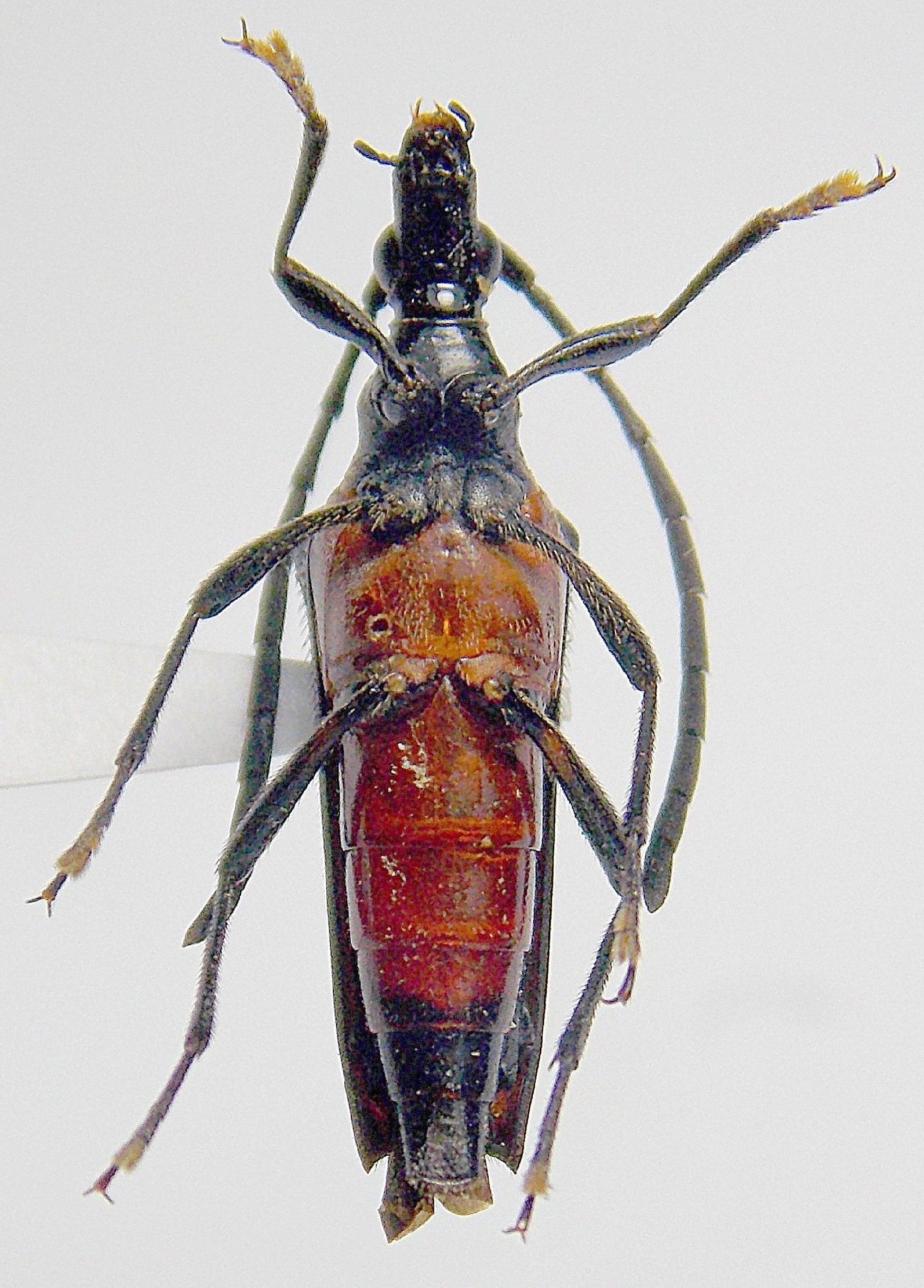 Cerambycidae Species Details 