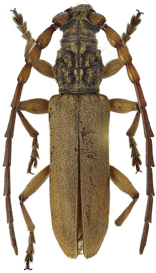 Cerambycidae Species Details 