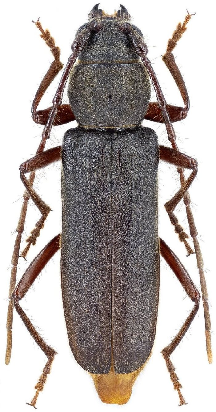 Cerambycidae Species Details