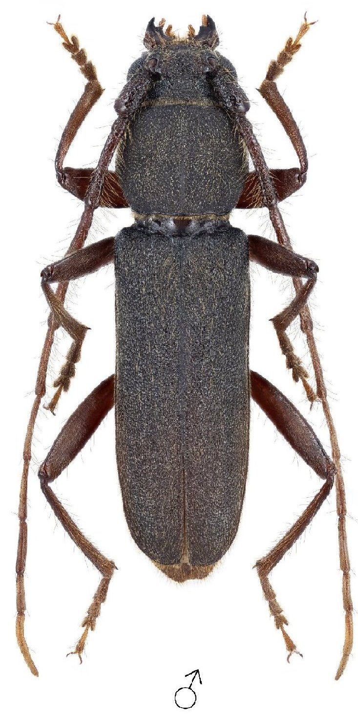 Cerambycidae Species Details