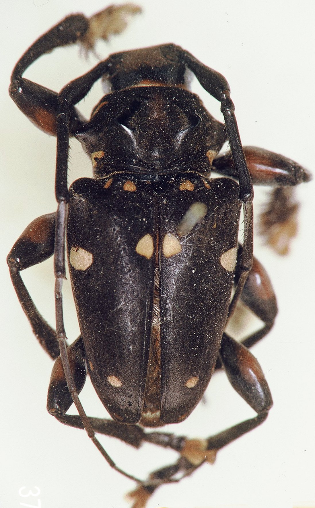 Cerambycidae Species Details