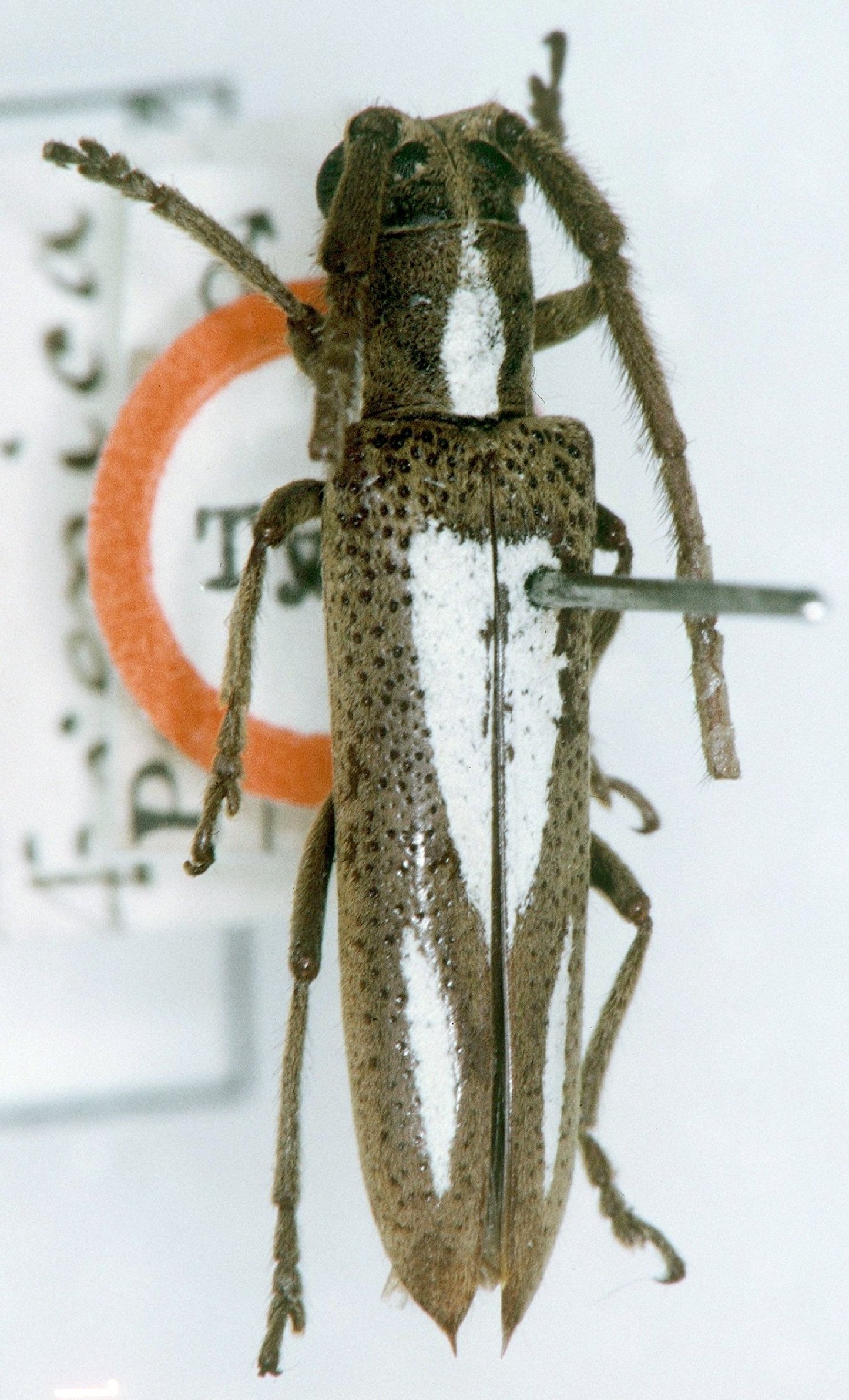 Cerambycidae Species Details