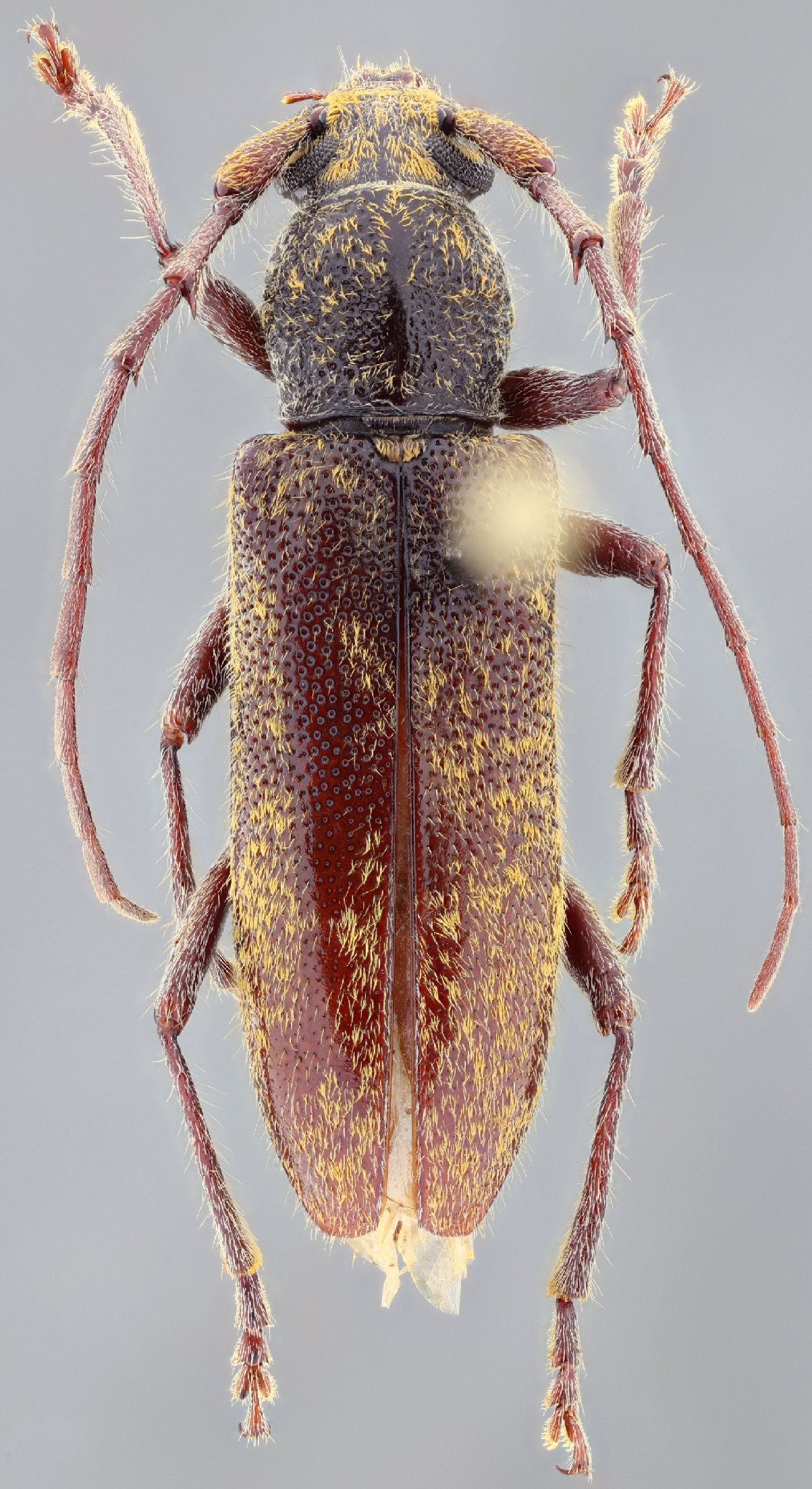 Cerambycidae Species Details