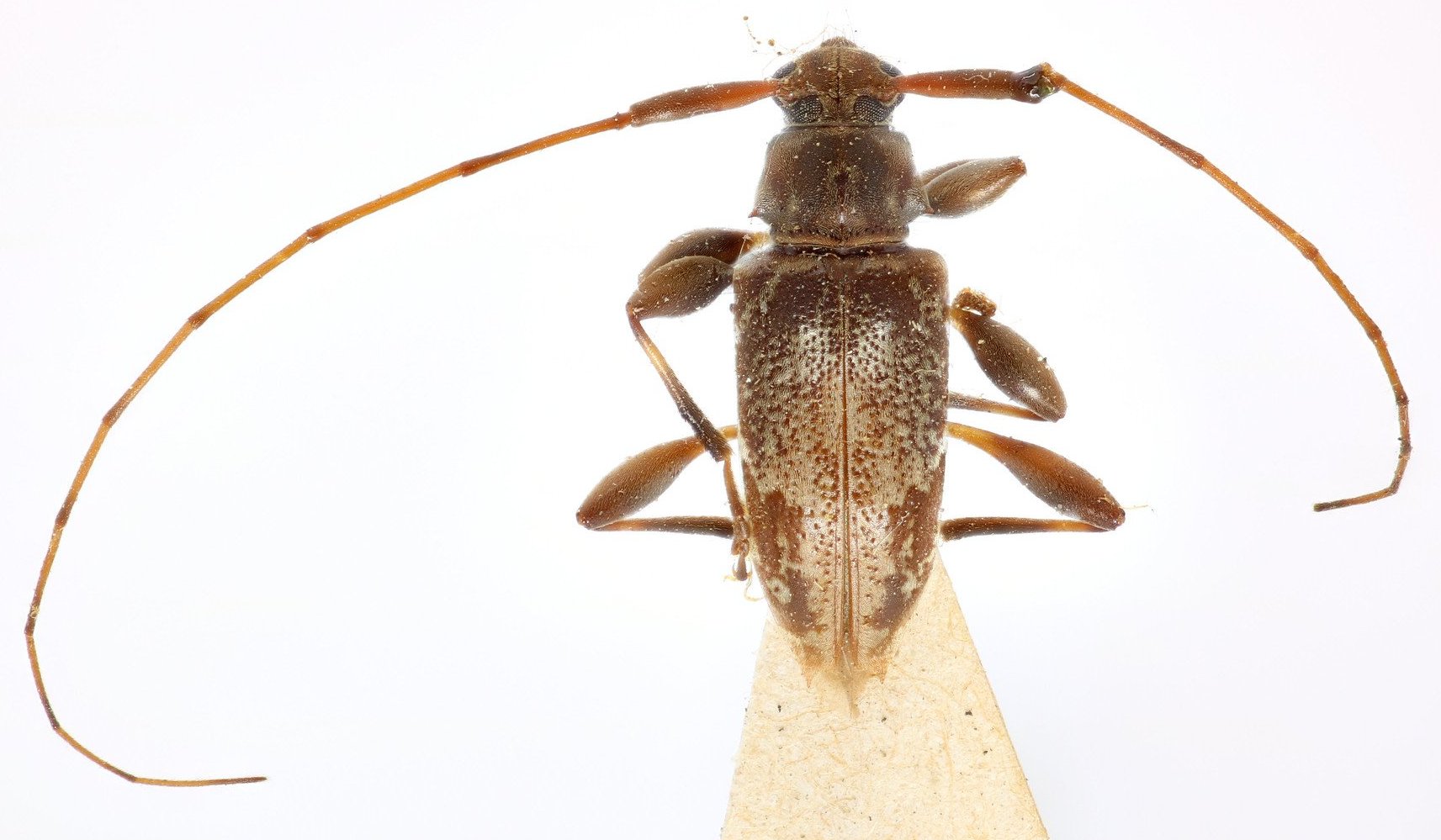 Cerambycidae Species Details