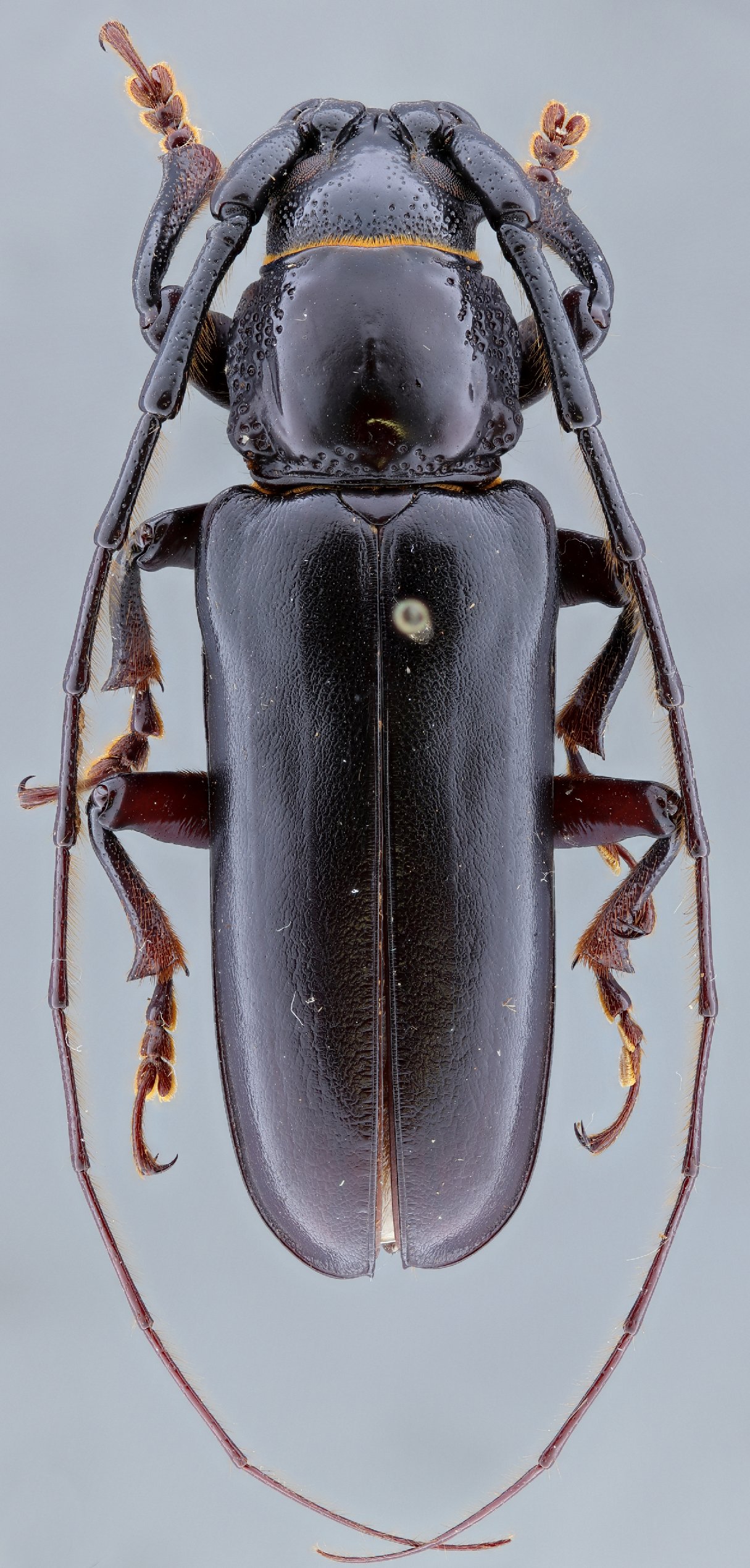 Cerambycidae Species Details