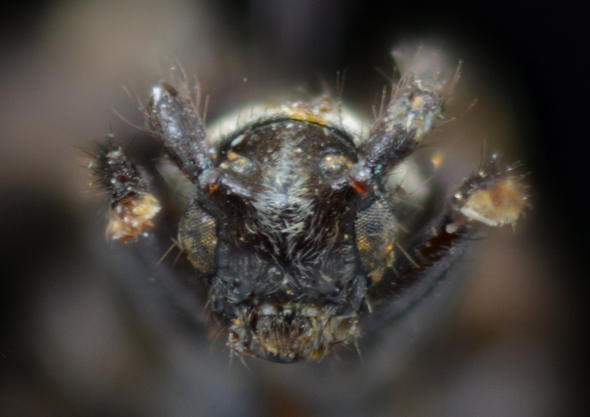 Cerambycidae Species Details