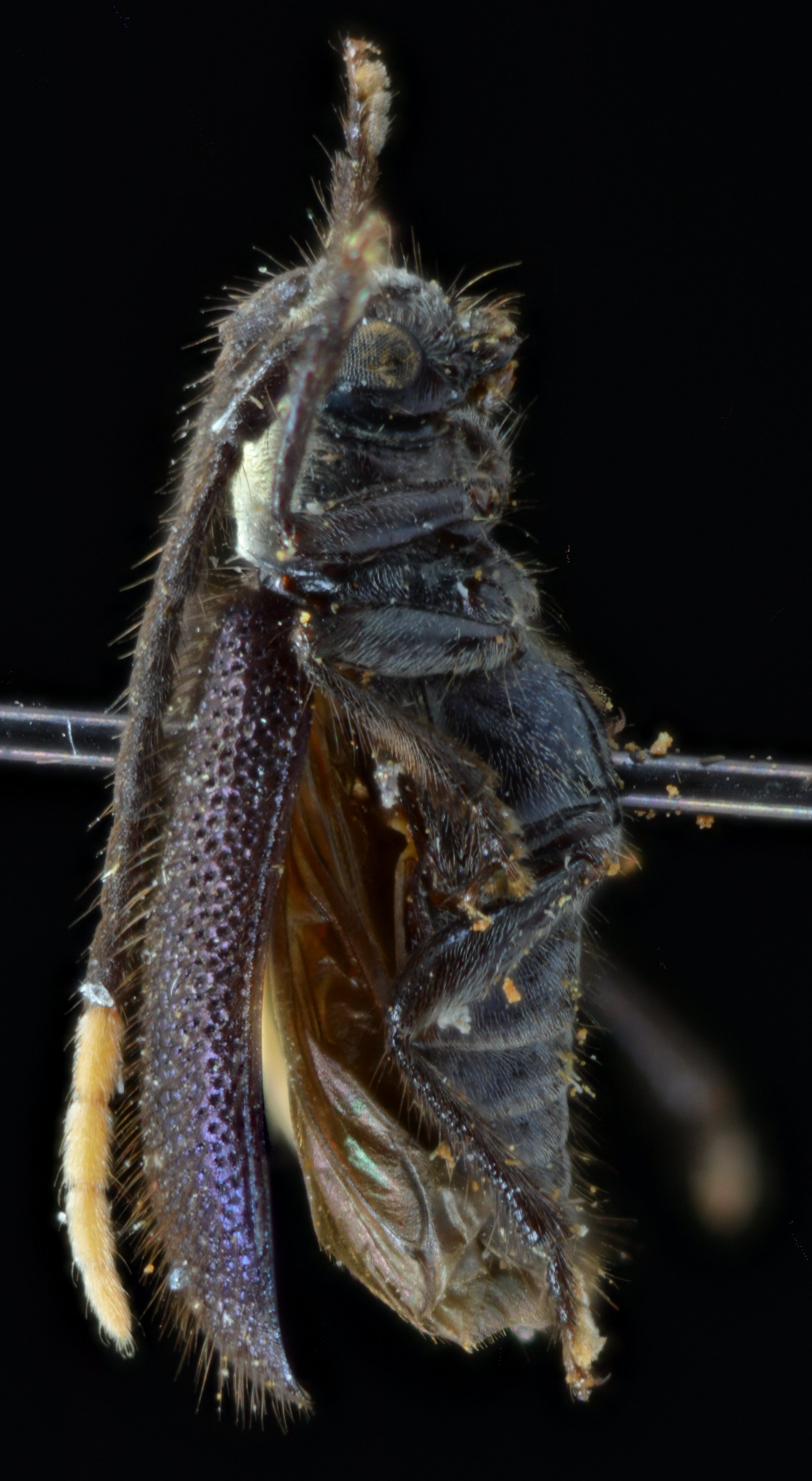 Cerambycidae Species Details