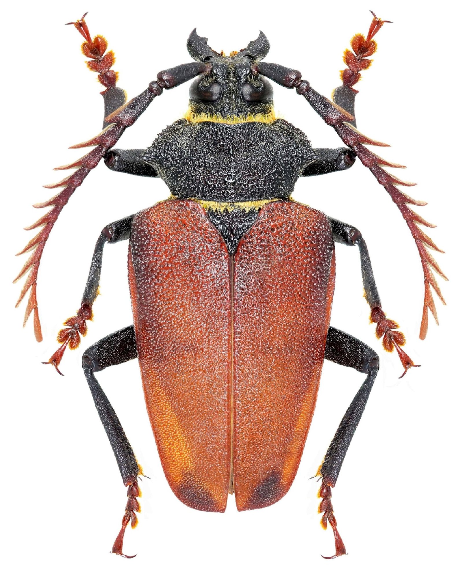 Cerambycidae Species Details