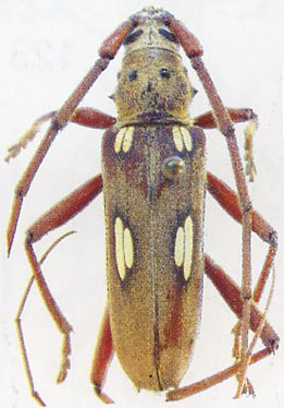 Hembra Neocerambyx Gigas A1 Insecto Colección Entomología Cerambycidae 