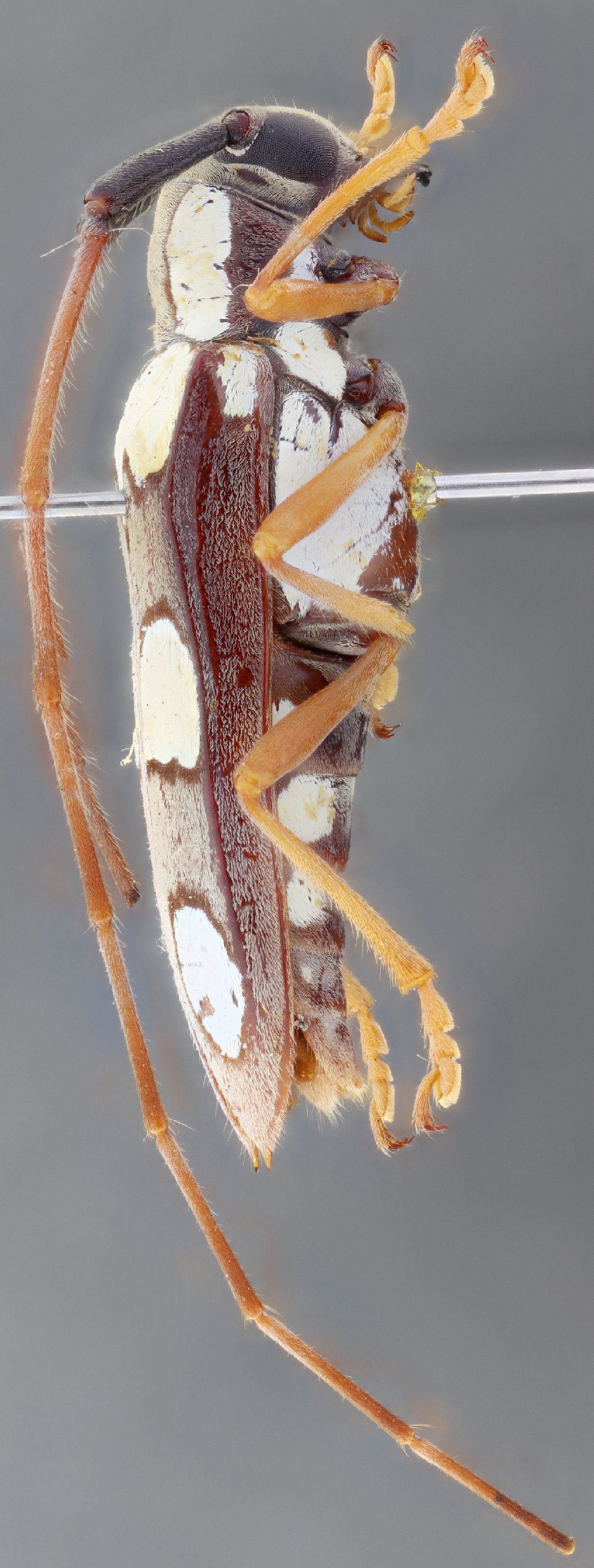 Cerambycidae Species Details