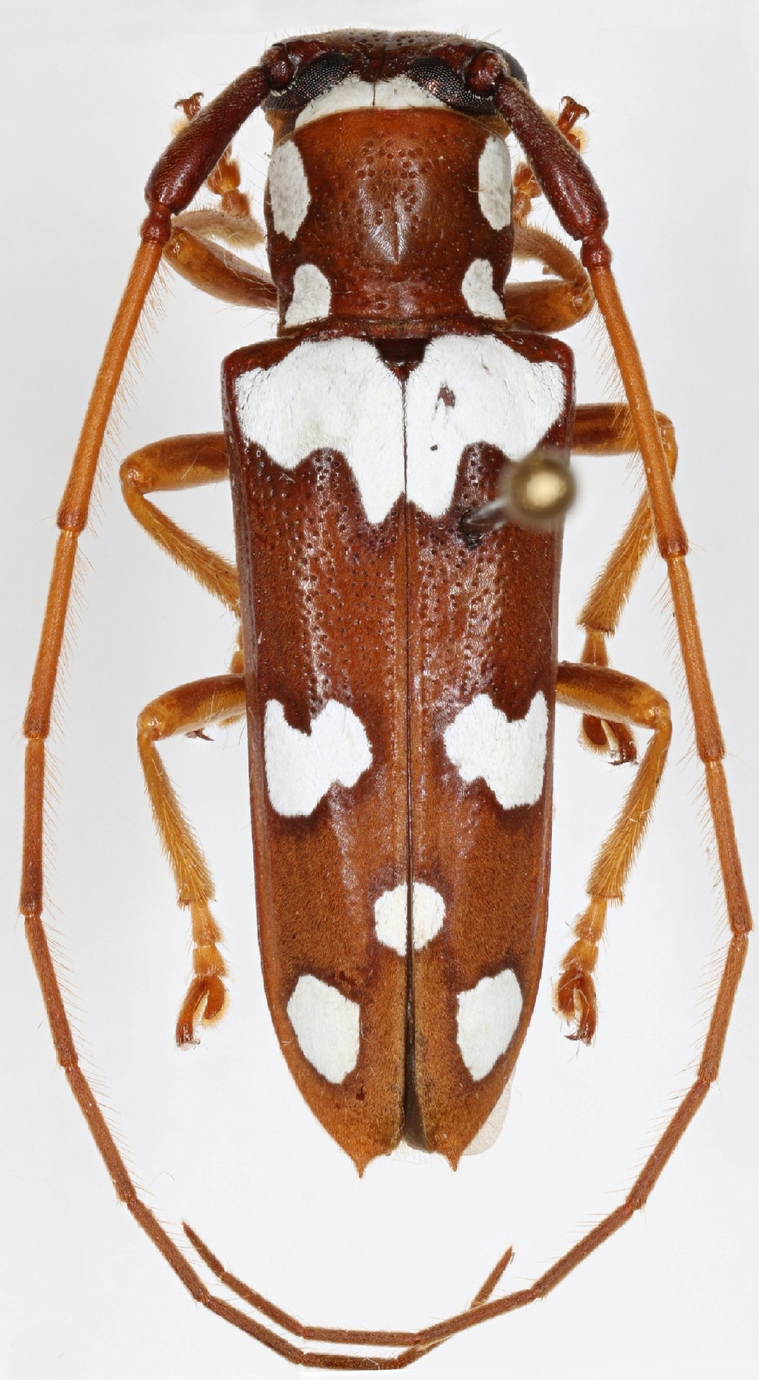 Cerambycidae Species Details 