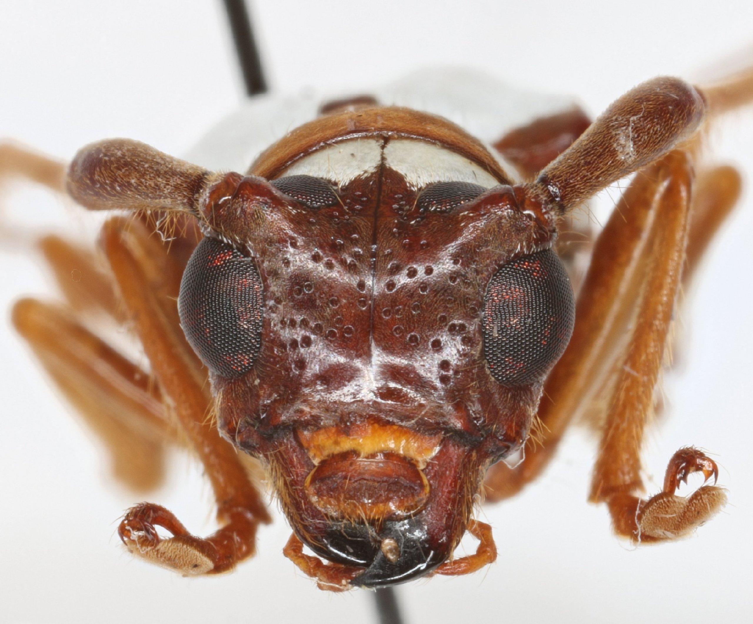 Cerambycidae Species Details 