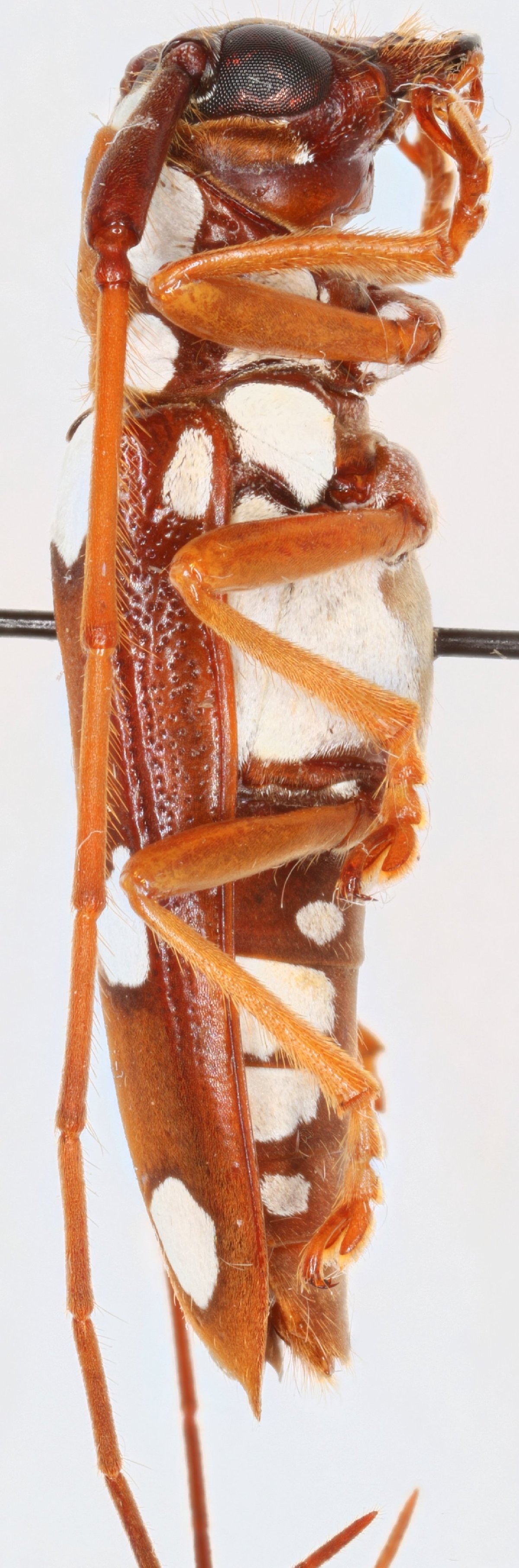 Cerambycidae Species Details 