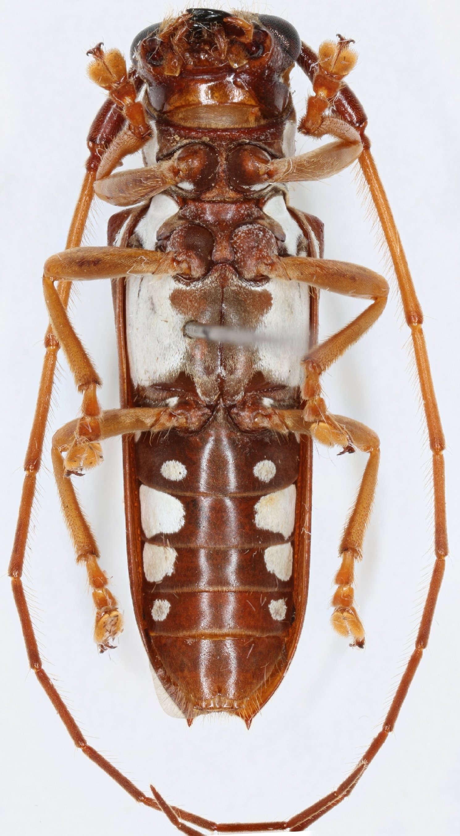 Cerambycidae Species Details 