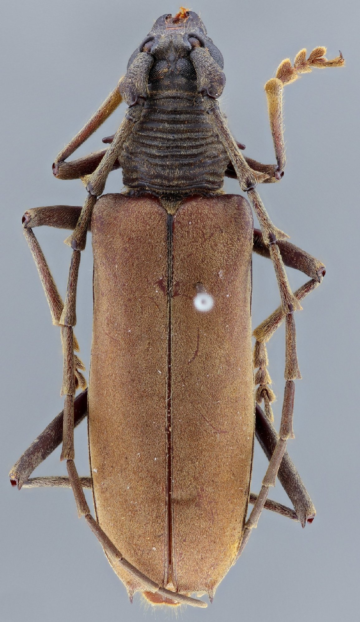 Cerambycidae Species Details