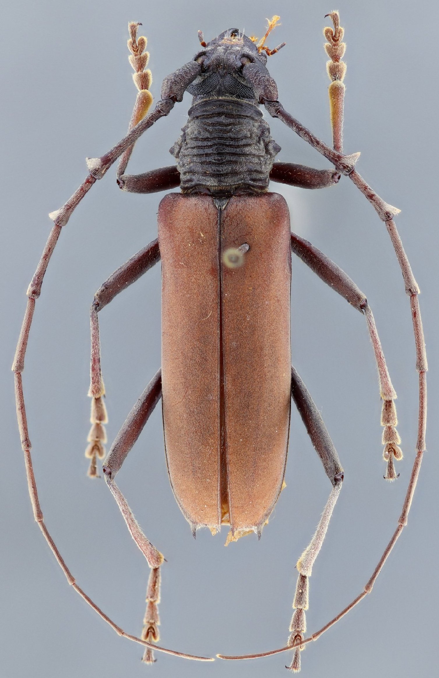 Cerambycidae Species Details