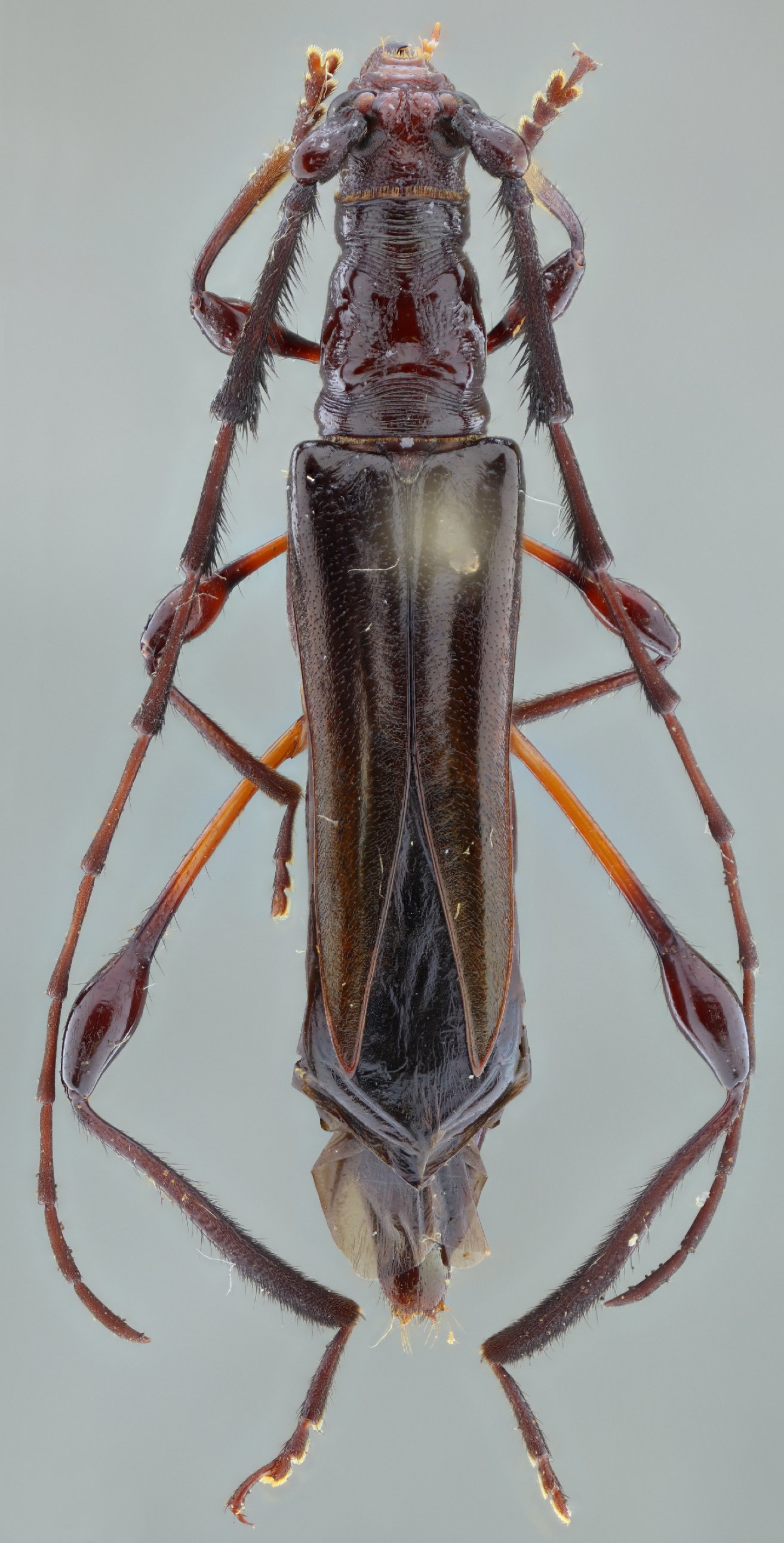 Cerambycidae Species Details