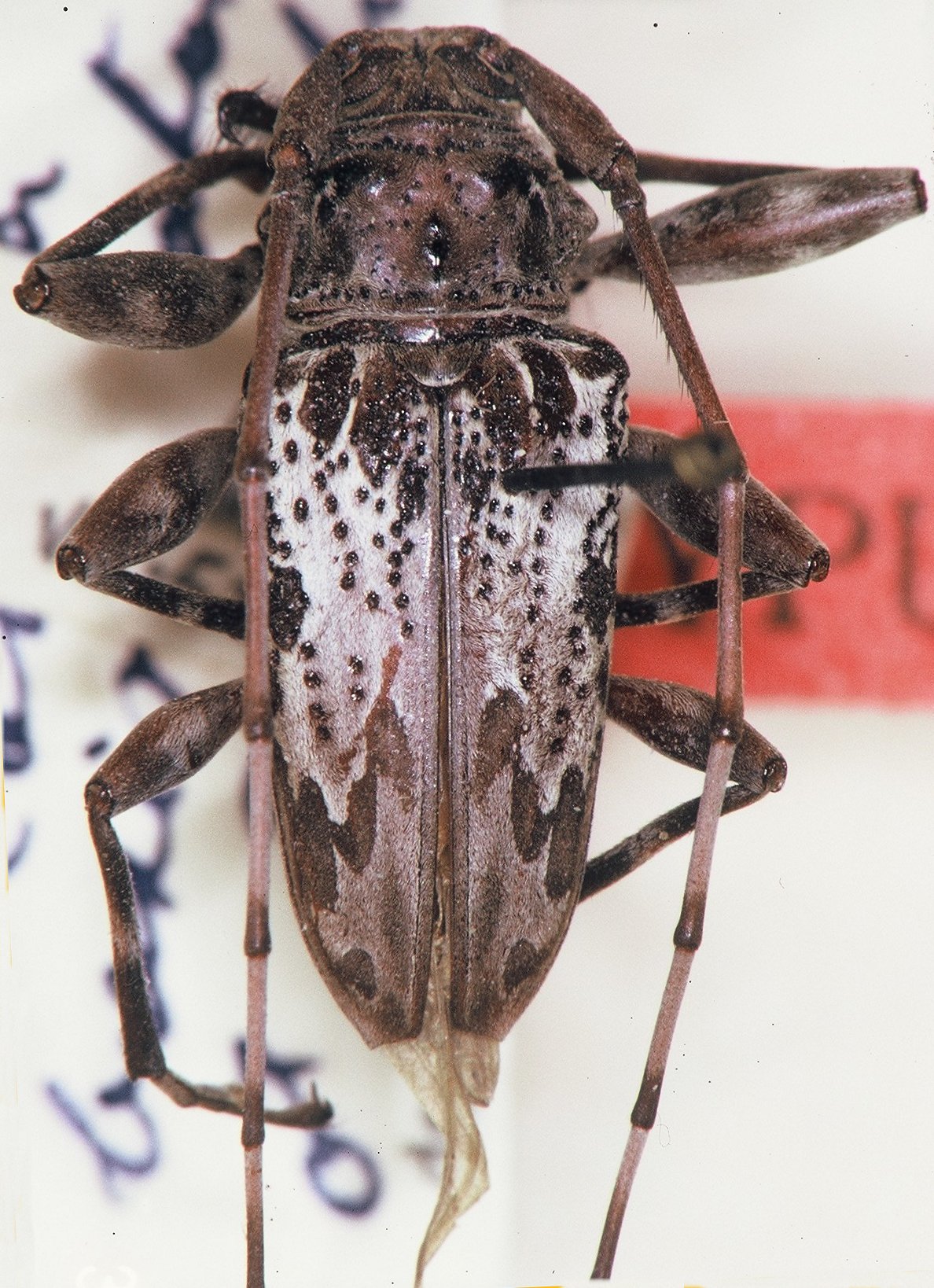 Cerambycidae Species Details