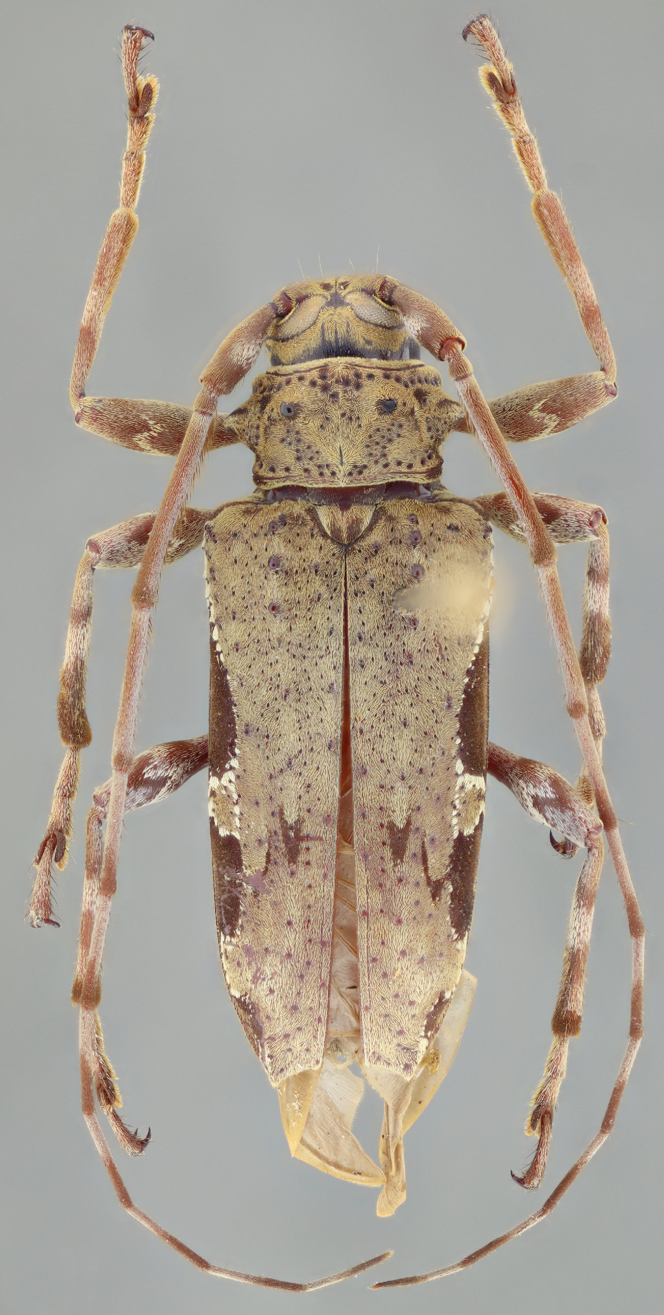 Cerambycidae Species Details