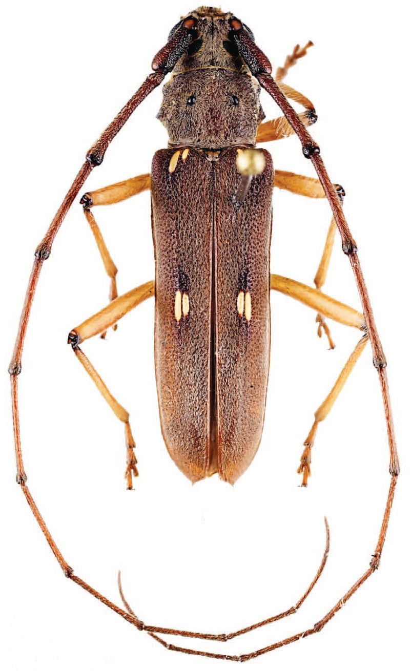 Cerambycidae Species Details