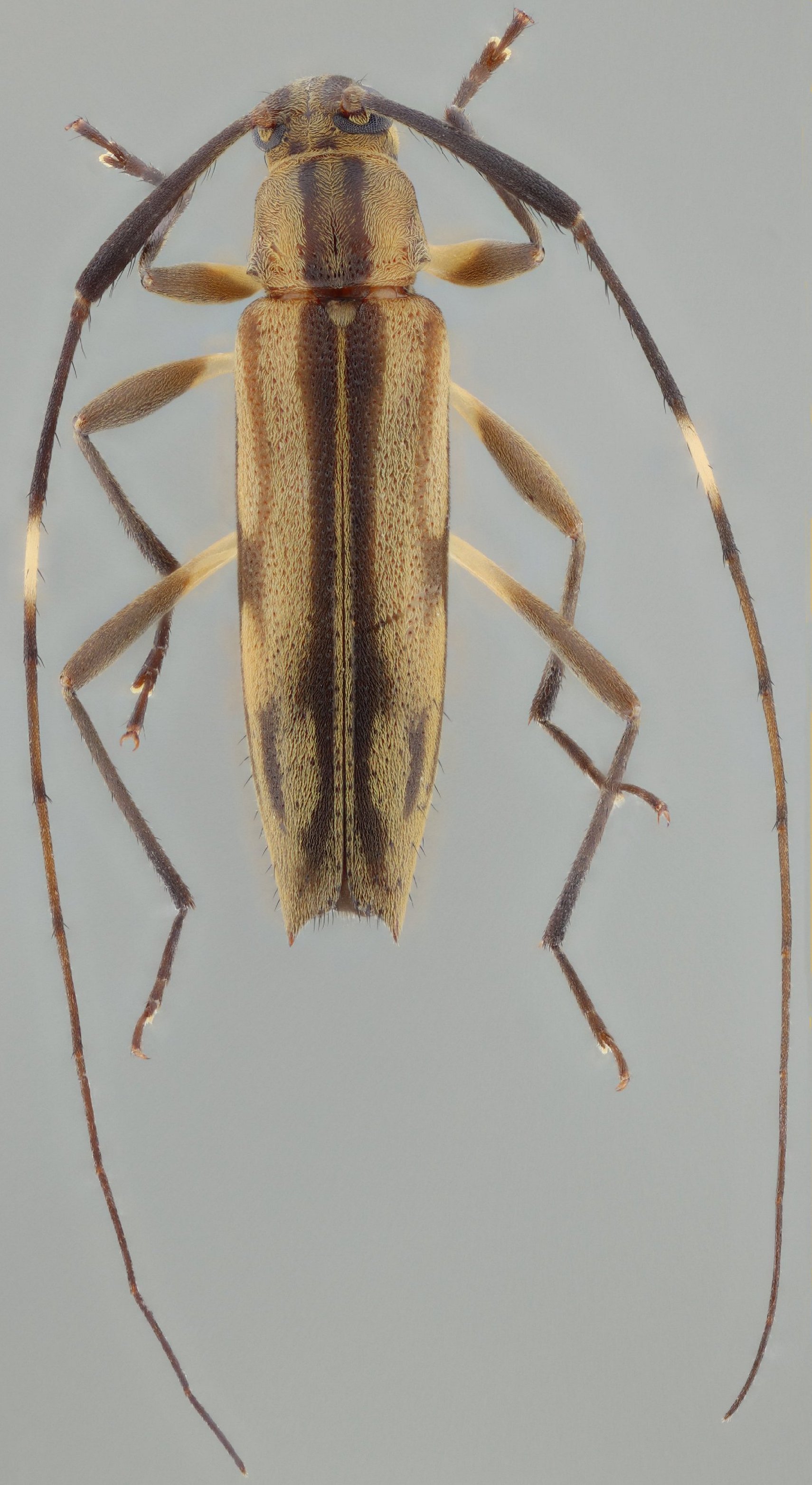 Cerambycidae Species Details