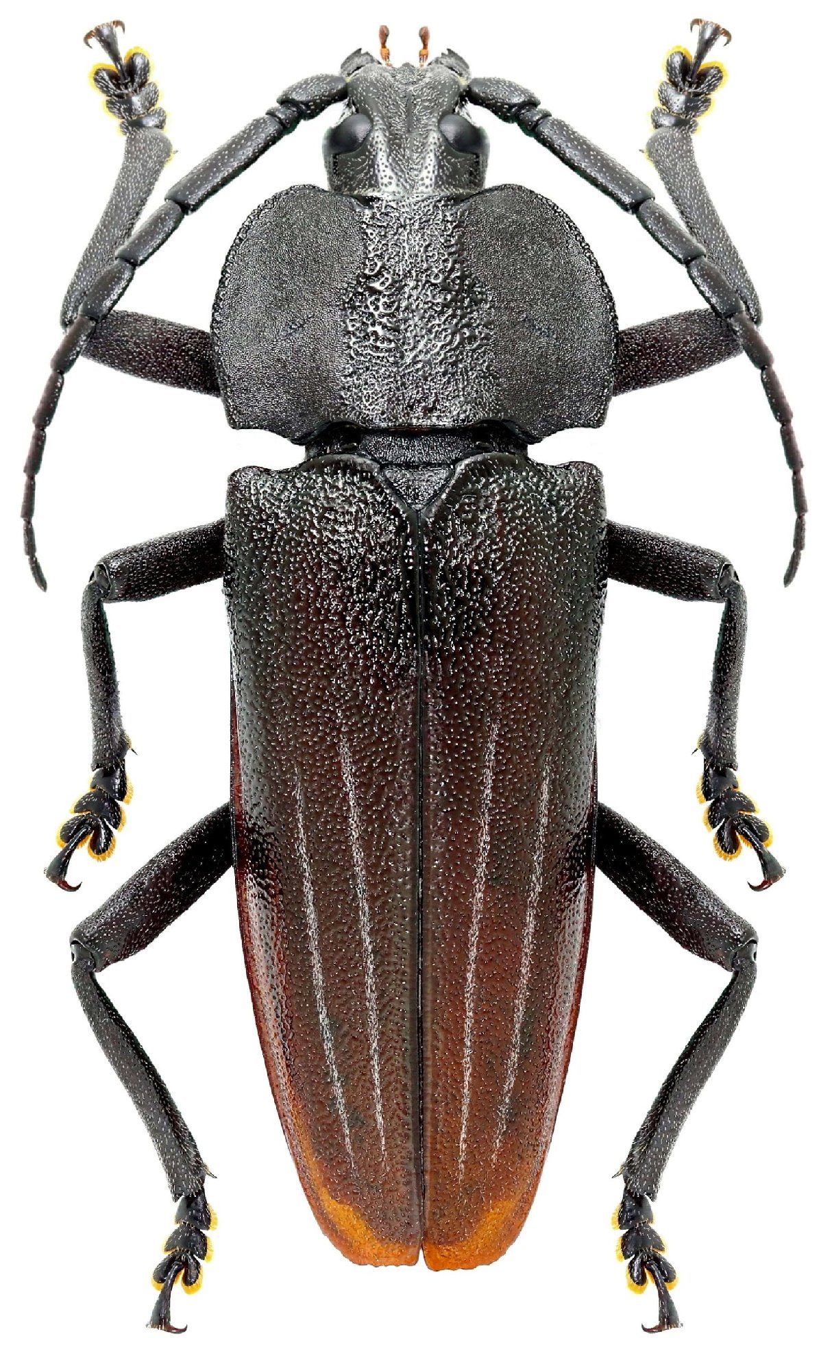 Cerambycidae Species Details