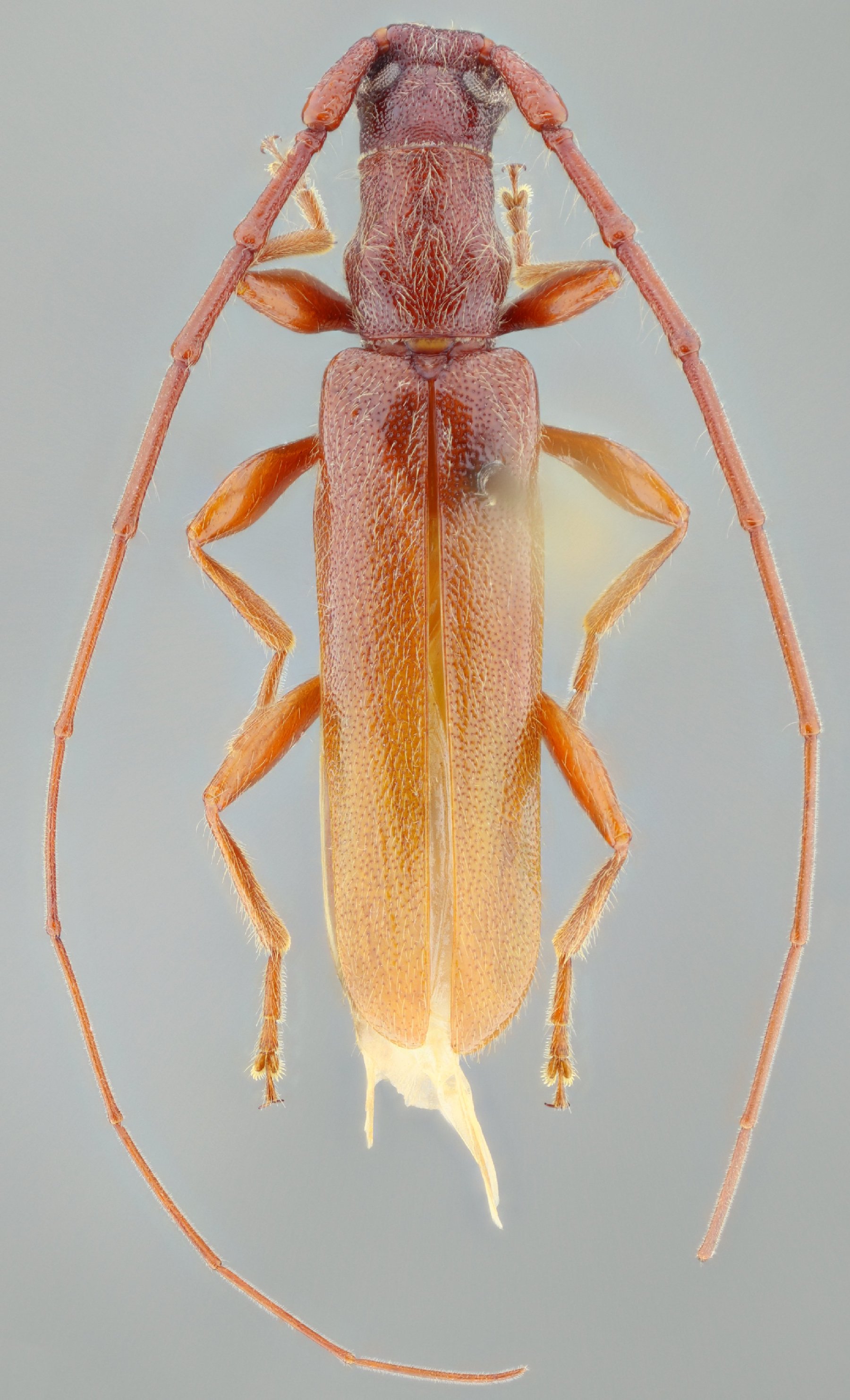 Cerambycidae Species Details