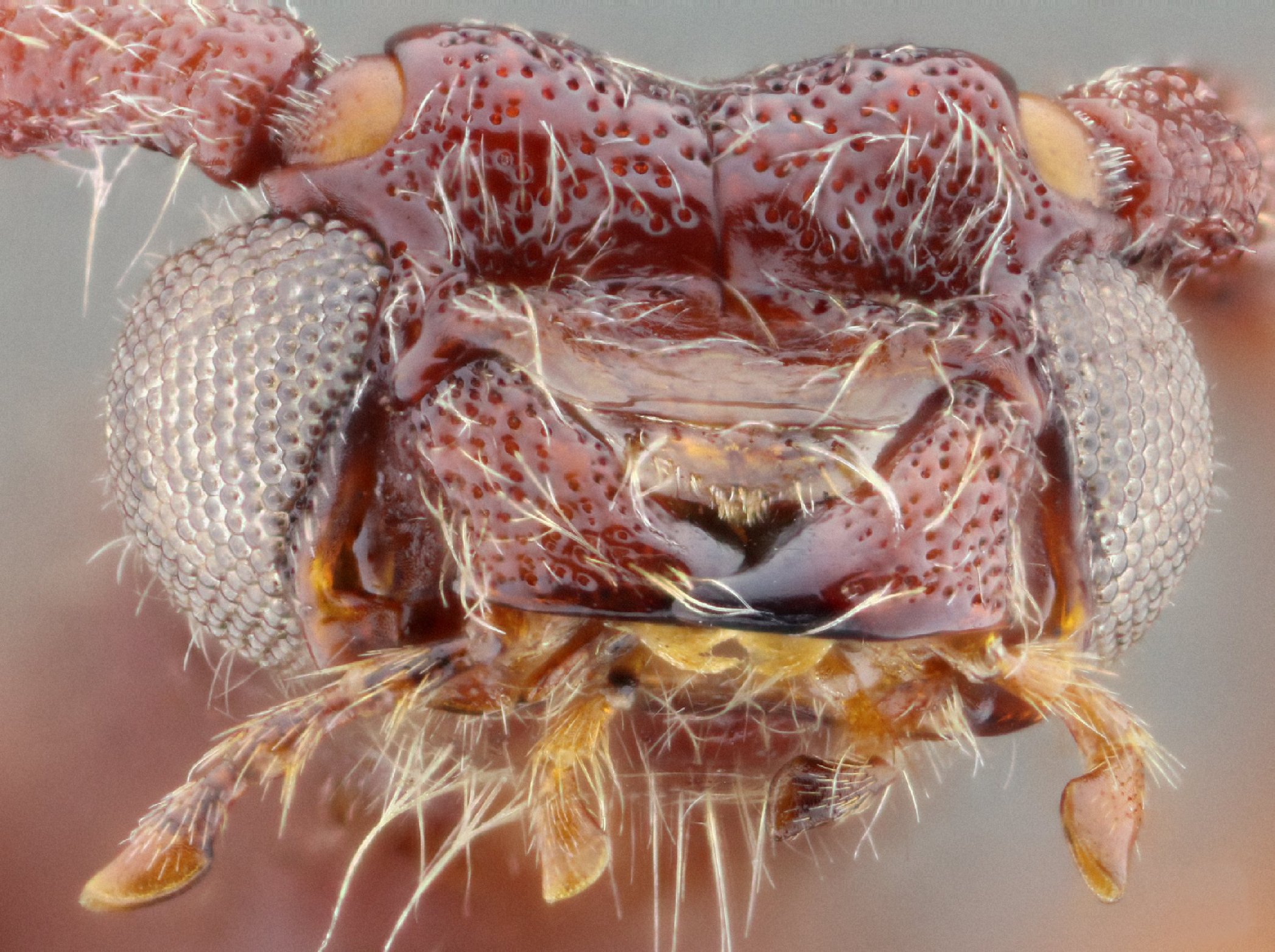 Cerambycidae Species Details