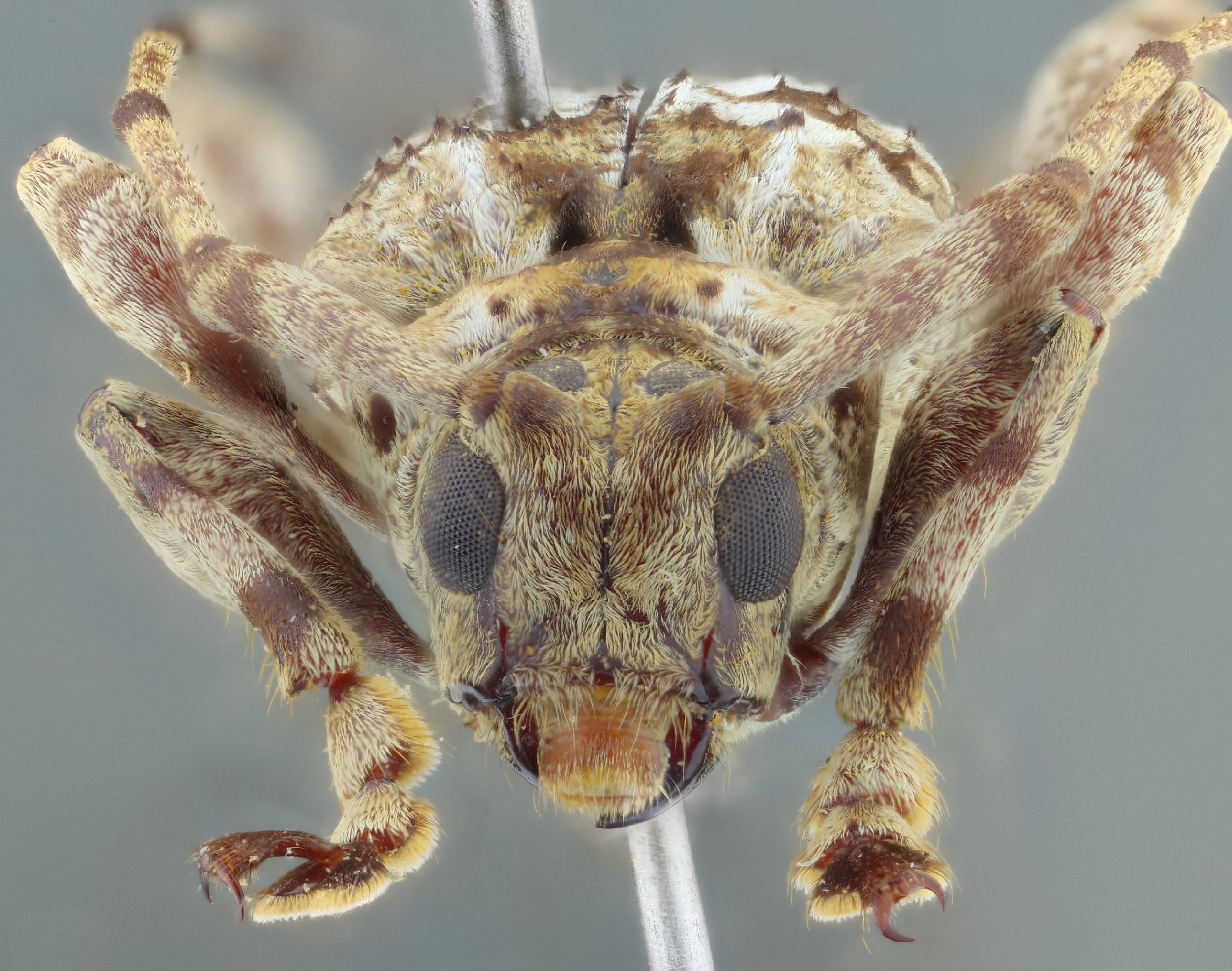 Cerambycidae Species Details