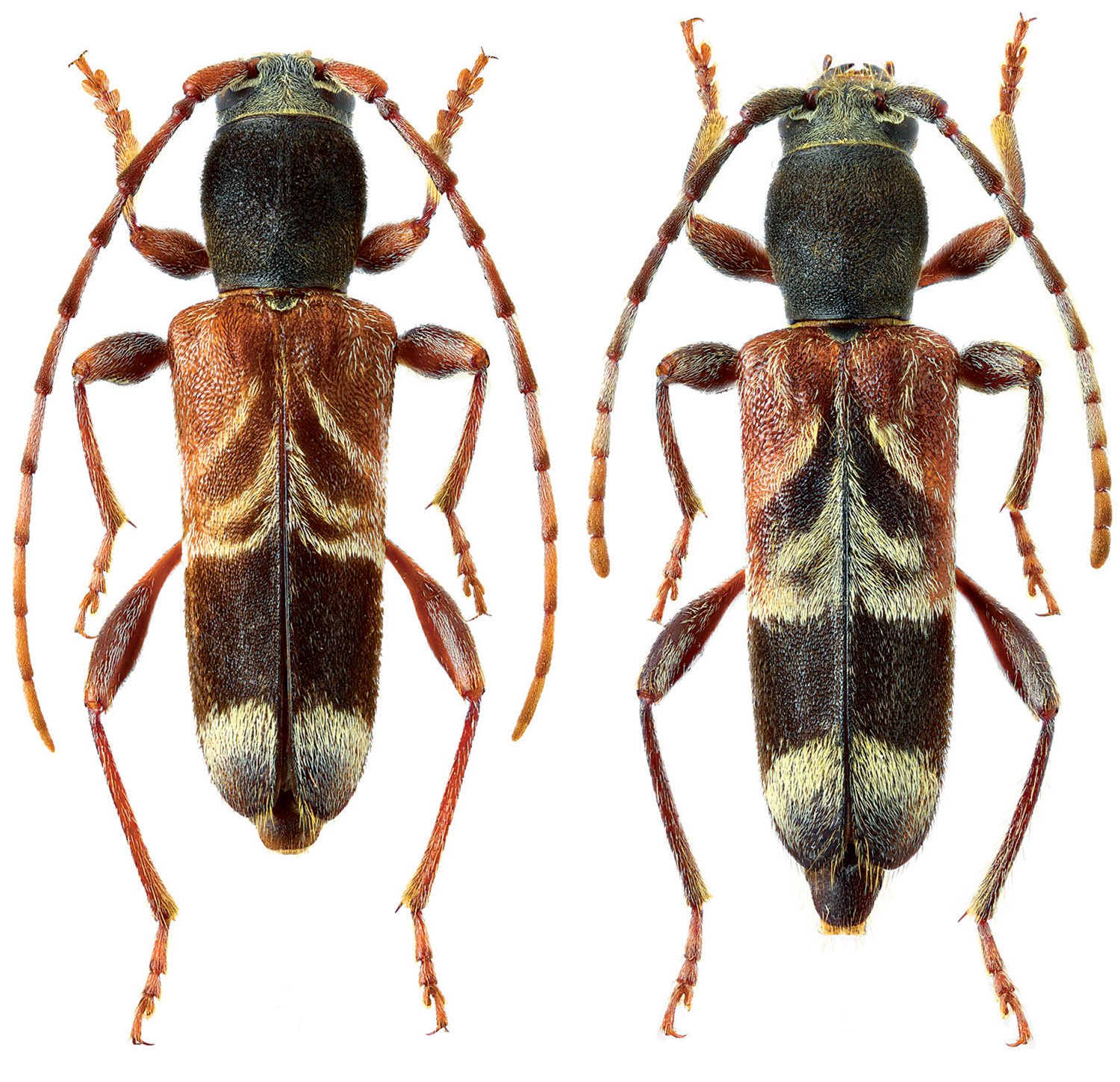 Cerambycidae Species Details