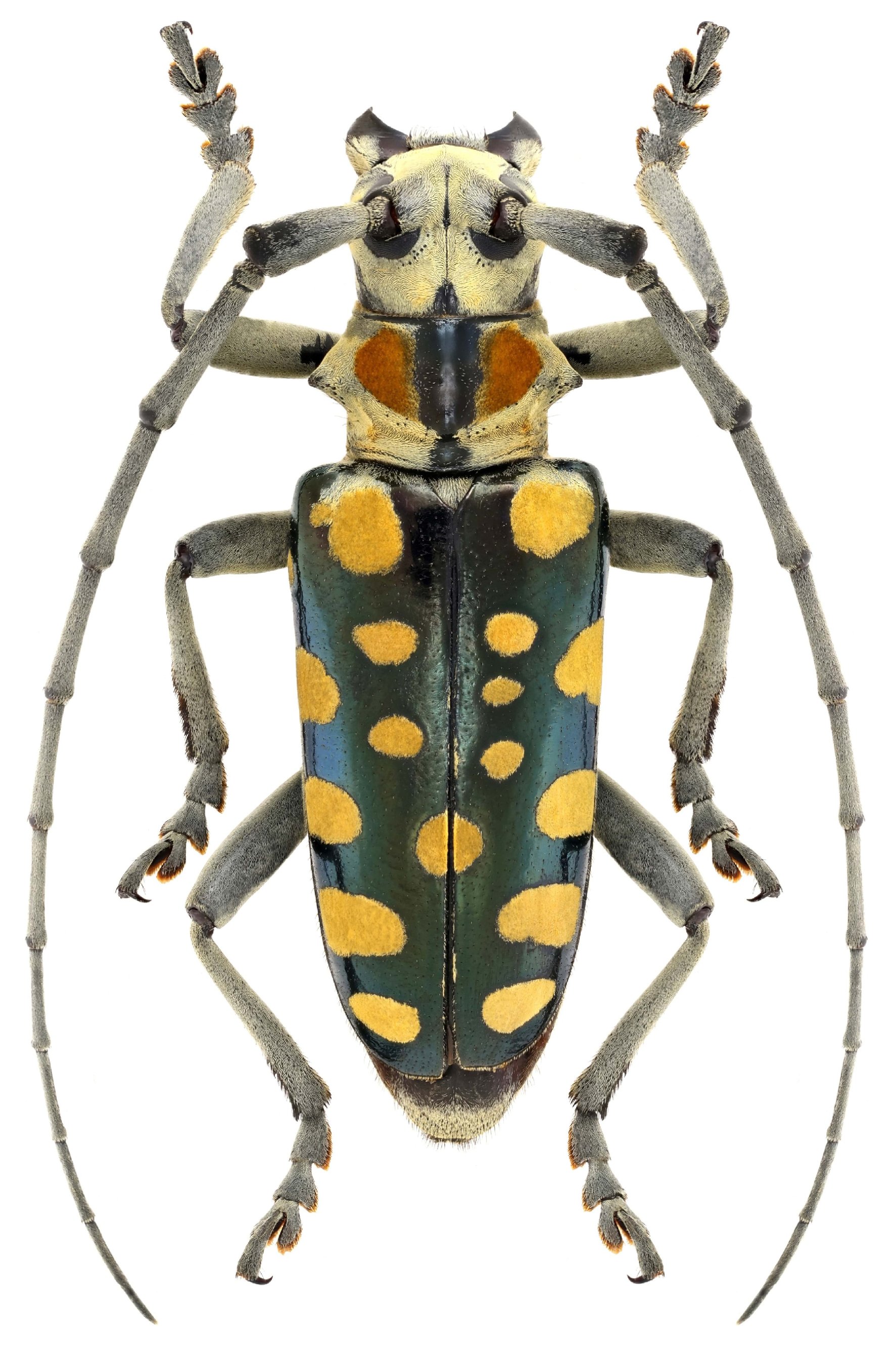 Cerambycidae Species Details