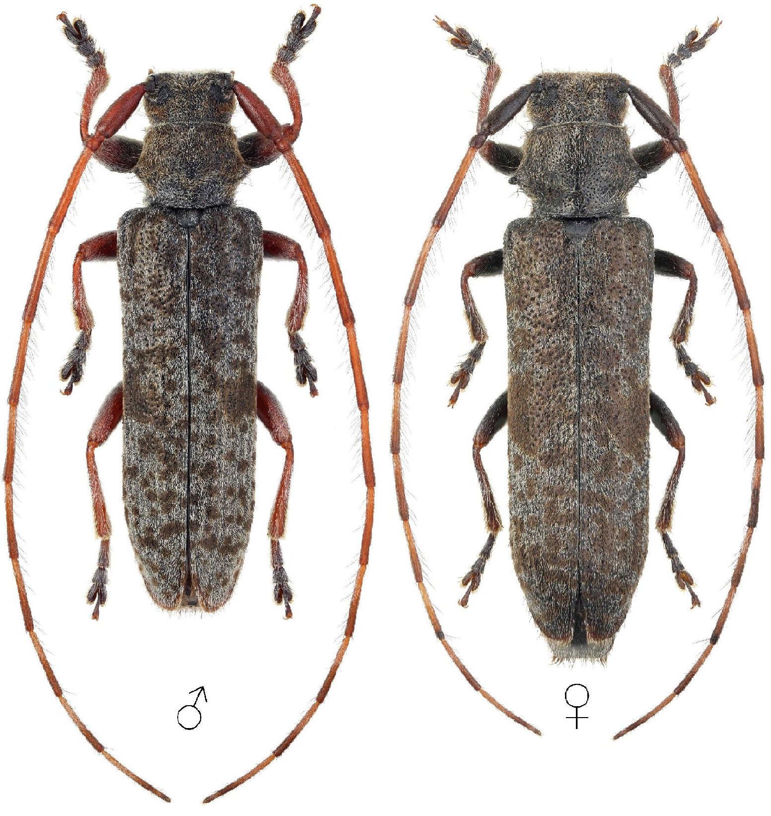 Cerambycidae Species Details