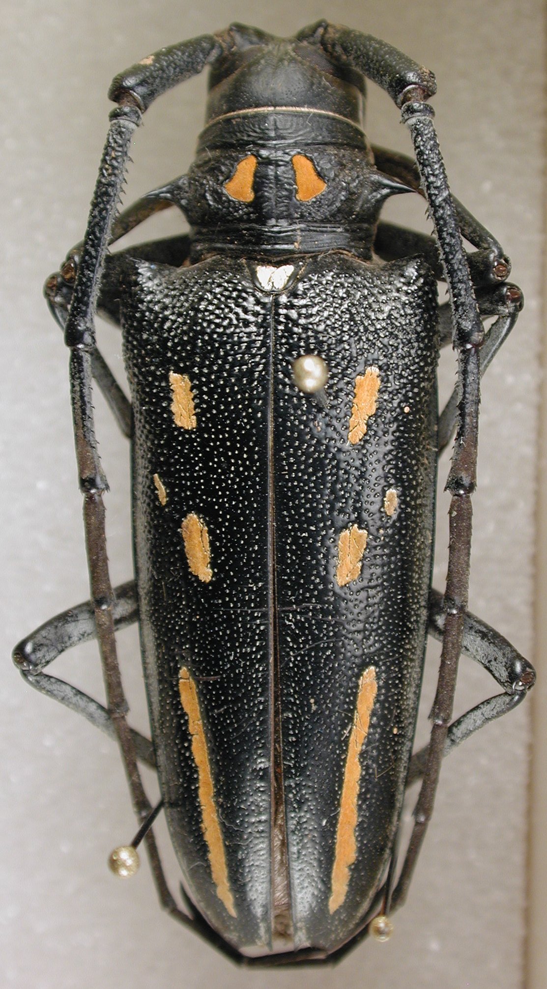 Cerambycidae Species Details