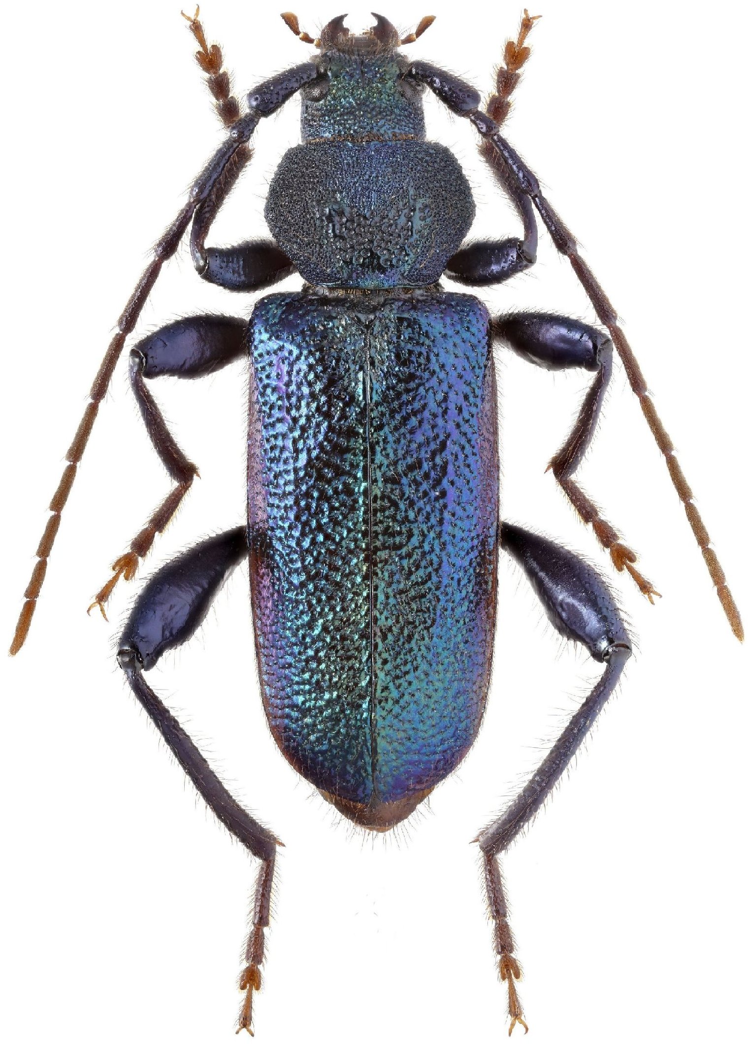 Cerambycidae Species Details 