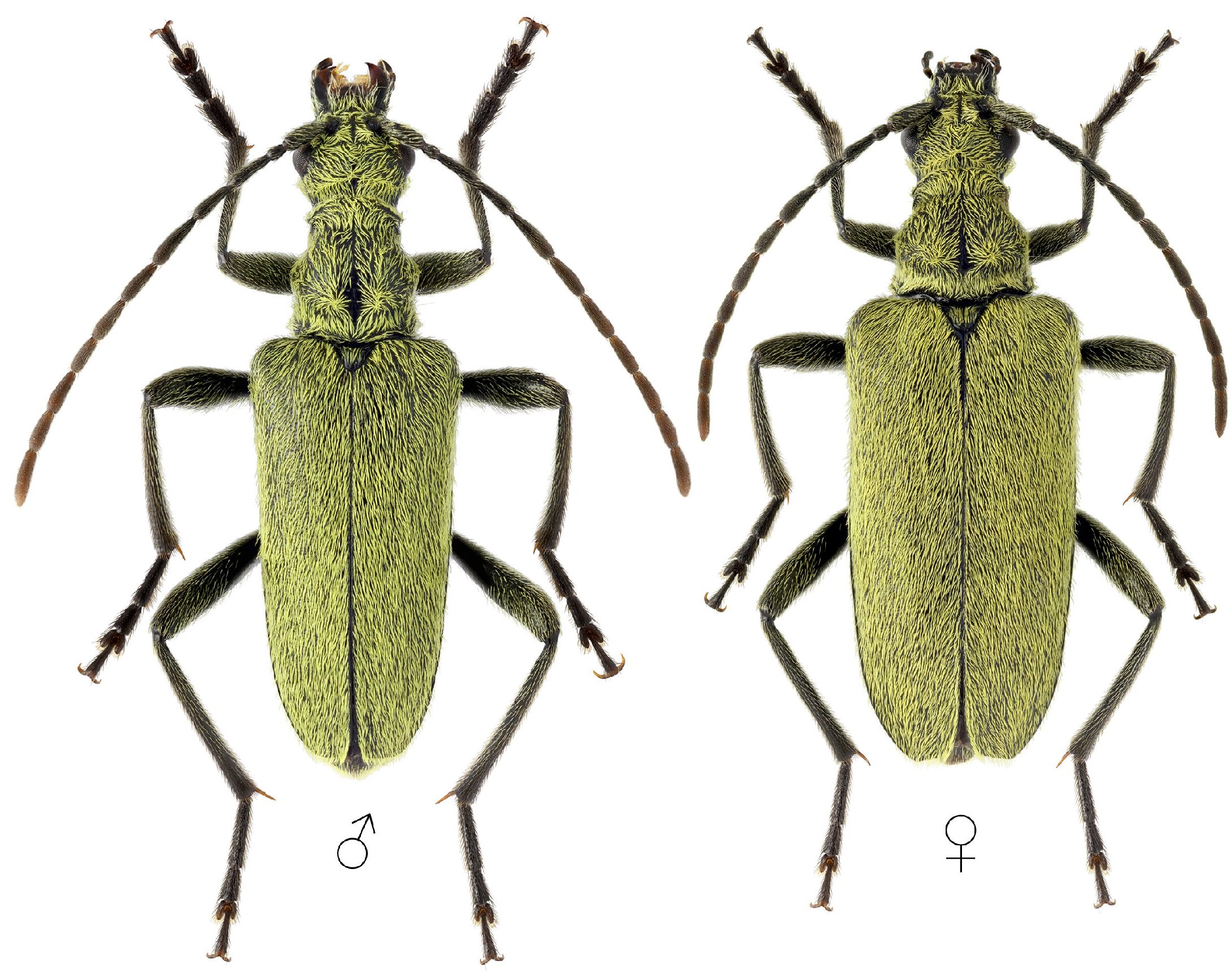 Cerambycidae Species Details