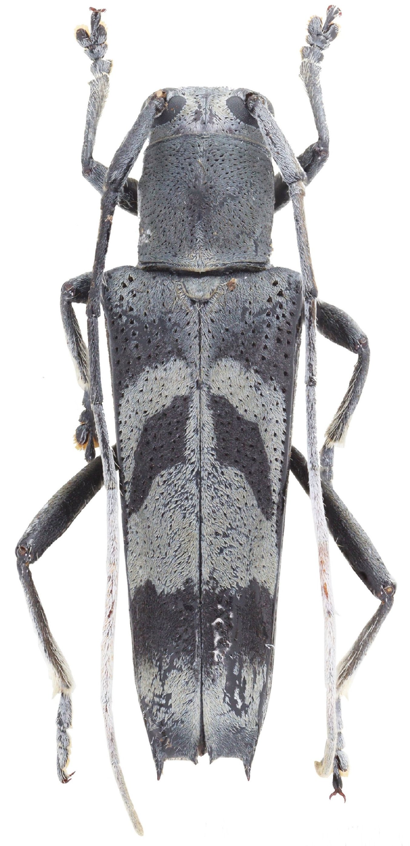 Cerambycidae Species Details