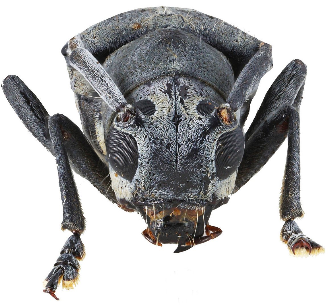 Cerambycidae Species Details