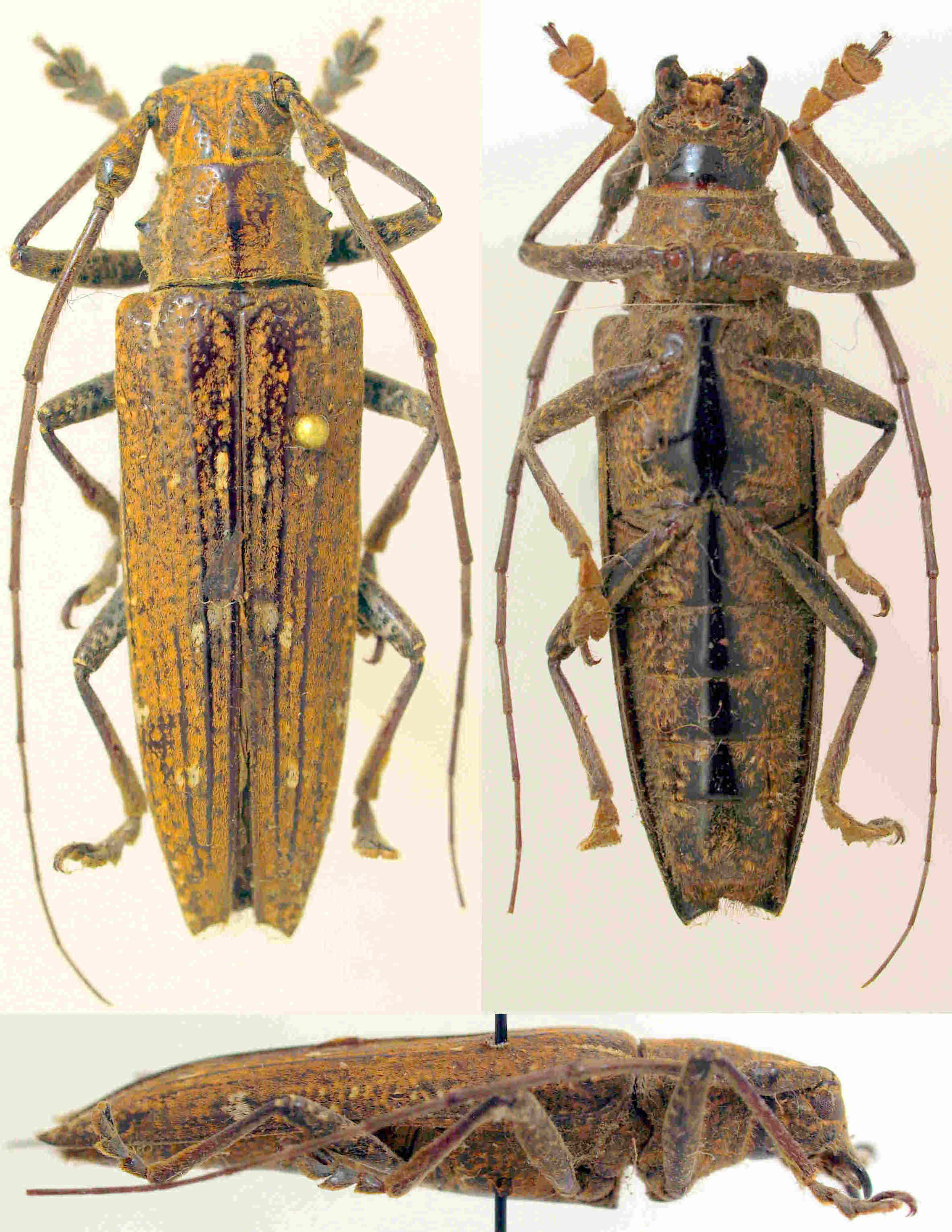 Cerambycidae Species Details