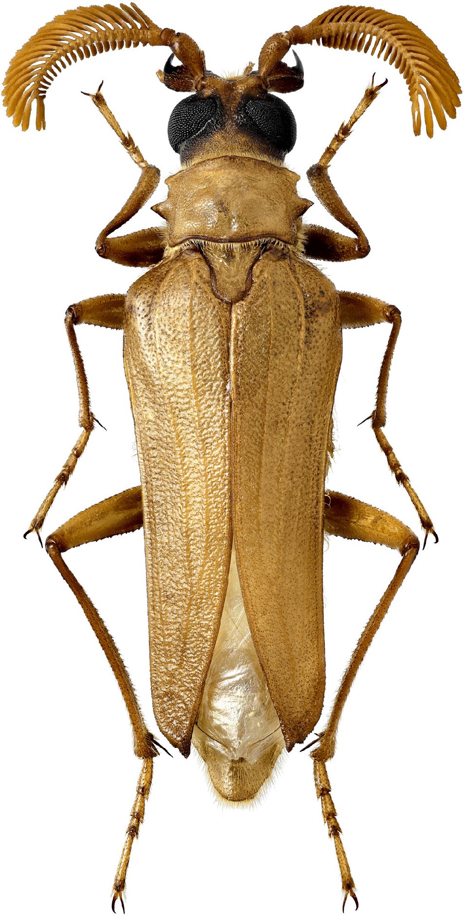 Cerambycidae Species Details