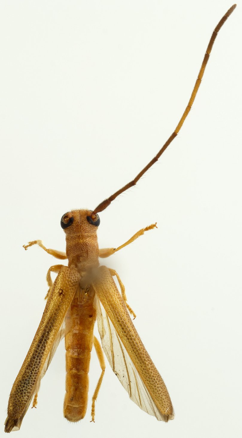 Cerambycidae Species Details