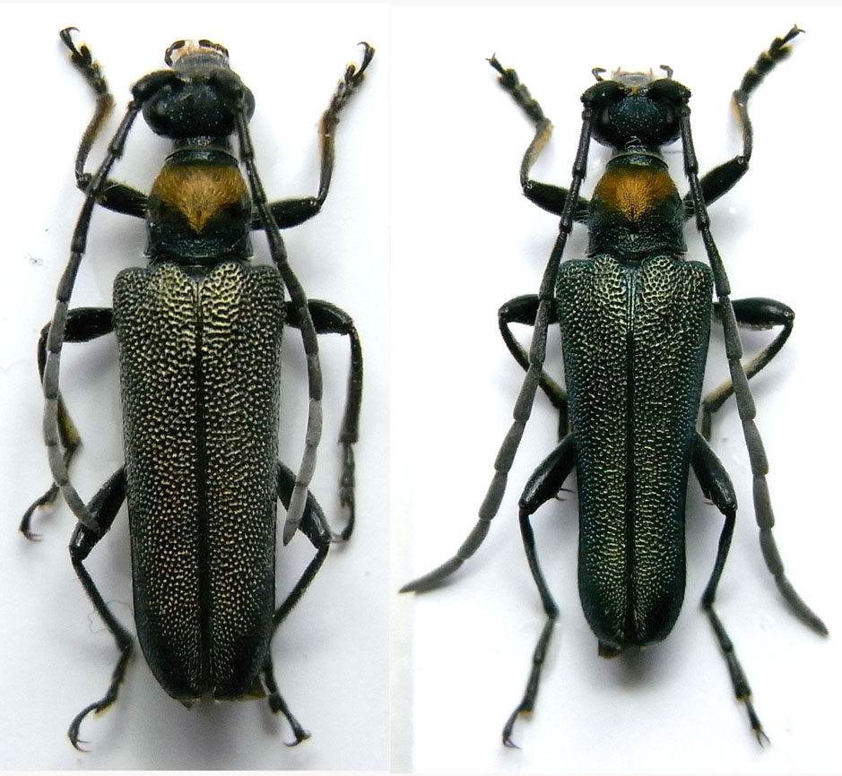 Cerambycidae Species Details