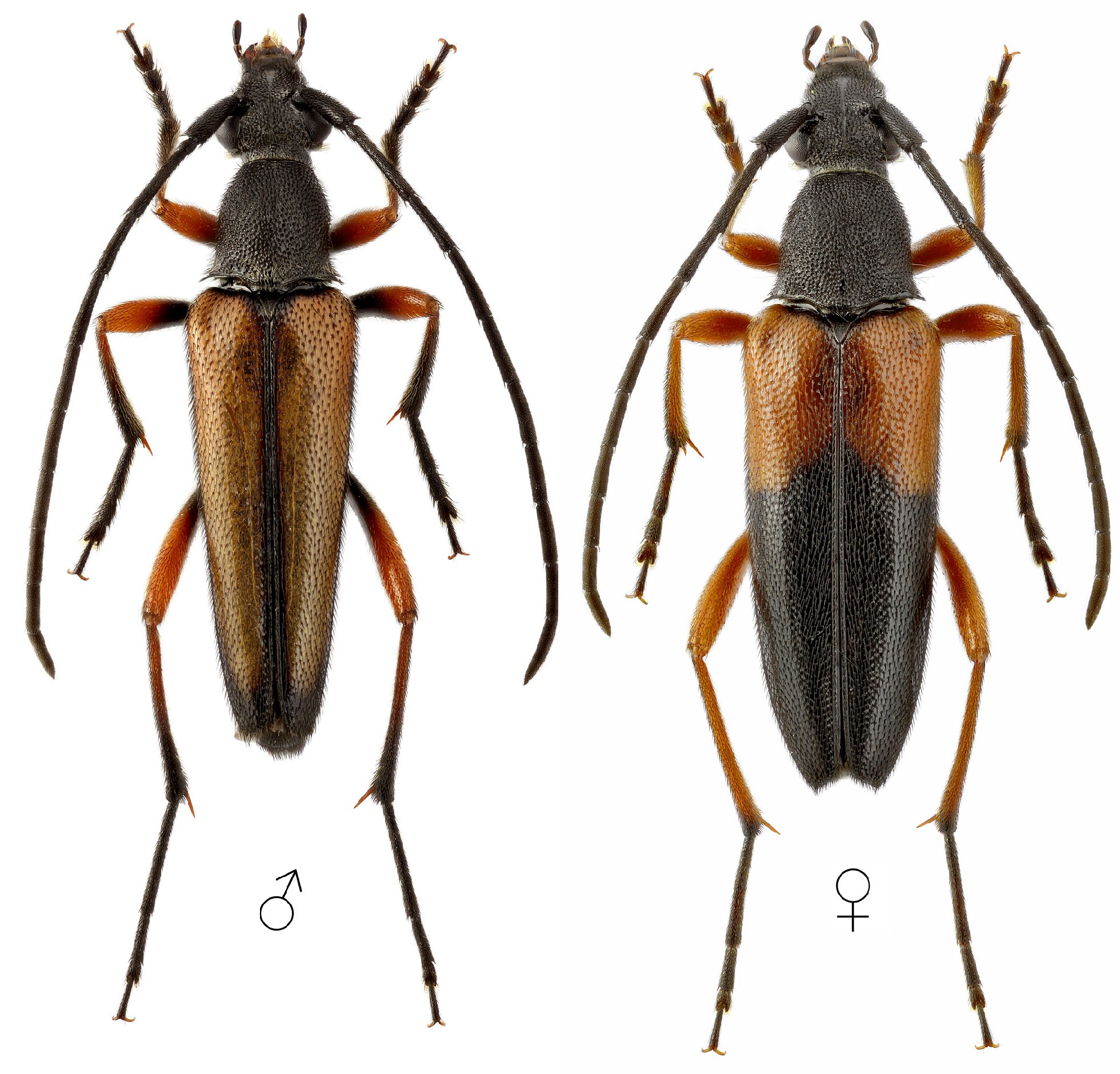 Cerambycidae Species Details 