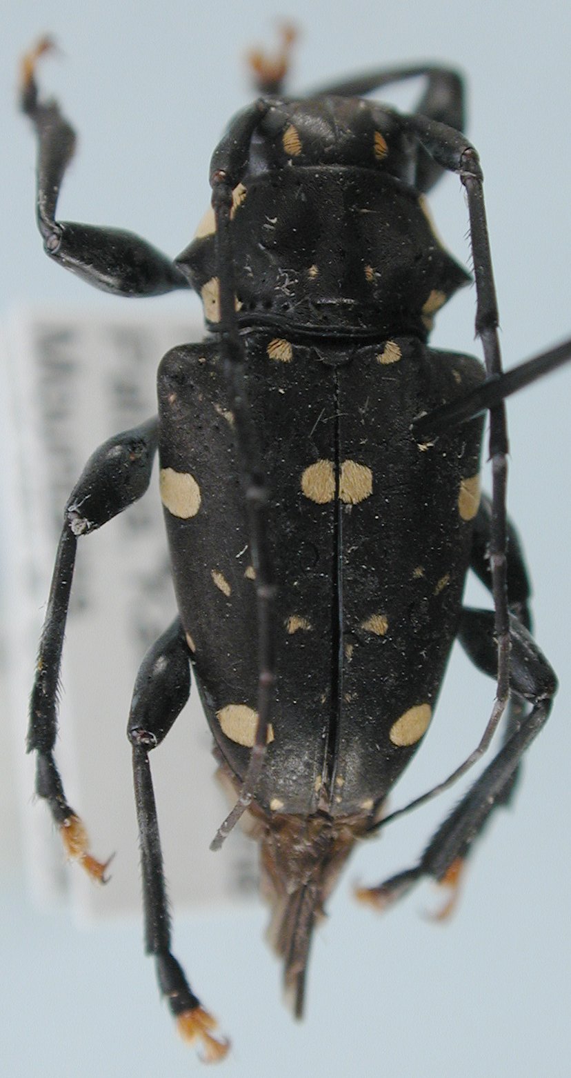 Cerambycidae Genus Thumbnails
