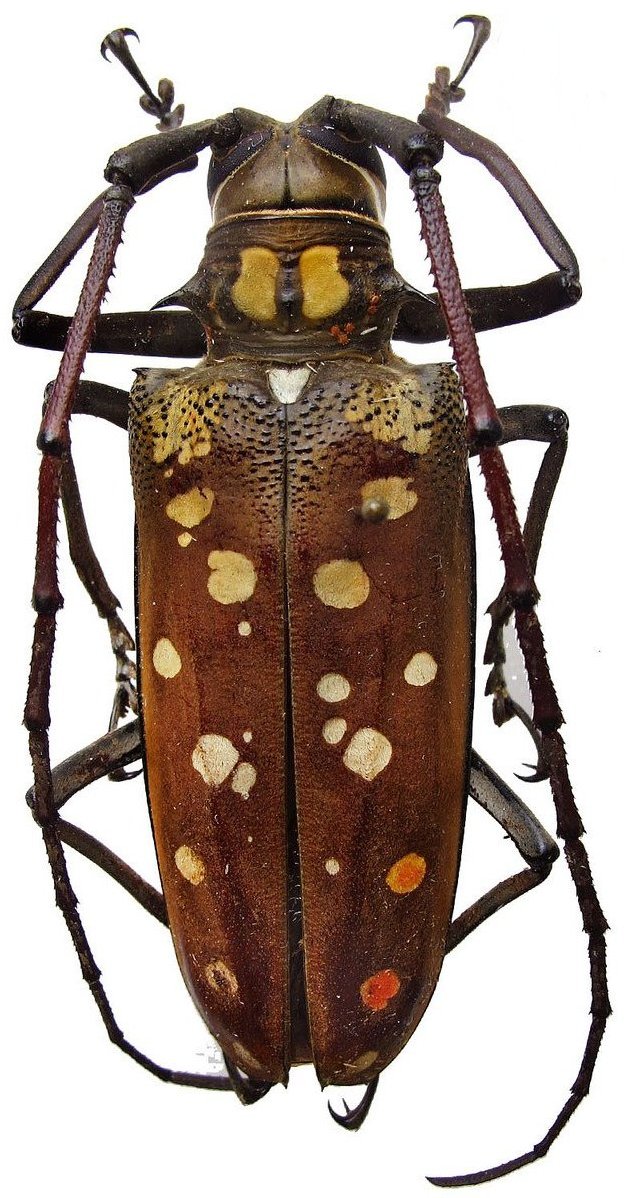 Cerambycidae Genus Thumbnails