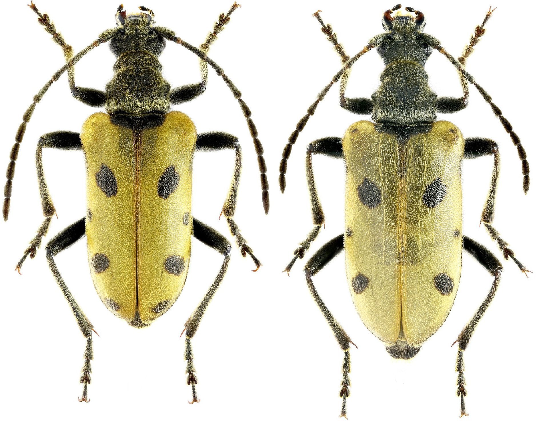 Cerambycidae Genus Thumbnails