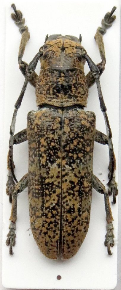 Cerambycidae Genus Thumbnails