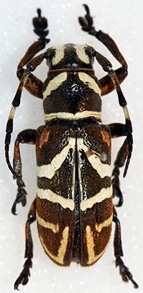Cerambycidae Genus Thumbnails