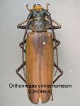 Cerambycidae Genus Thumbnails